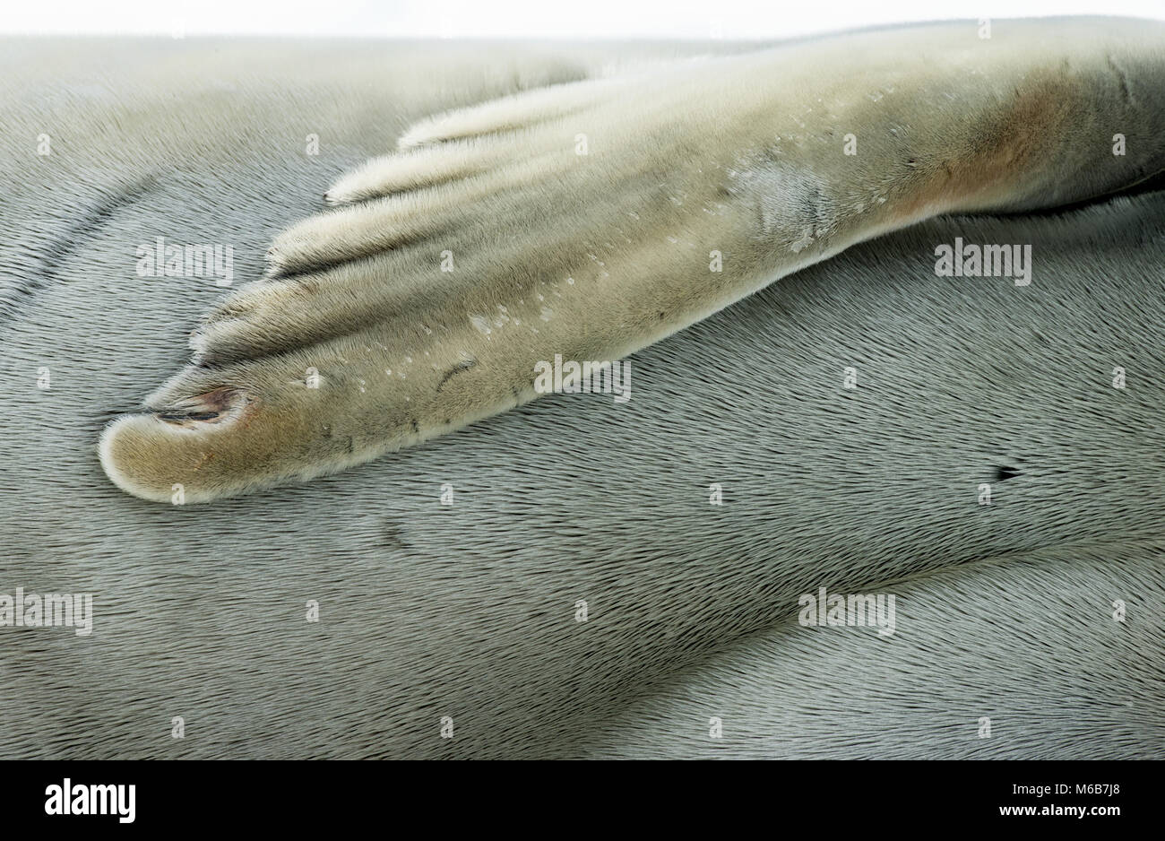 Crabeater Seal (Lobodon carcinophagus) front flipper Stock Photo