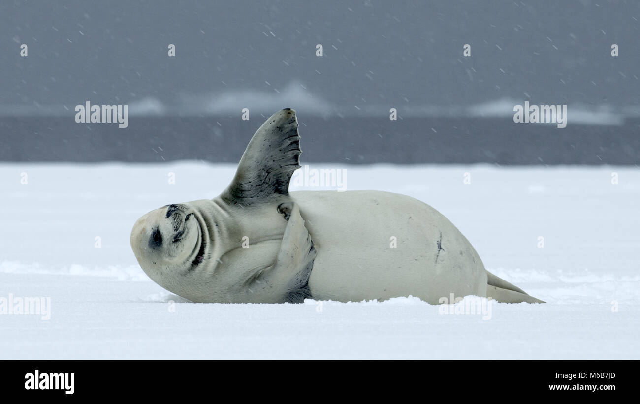Crabeater Seal (Lobodon carcinophagus) in Antarctica Stock Photo