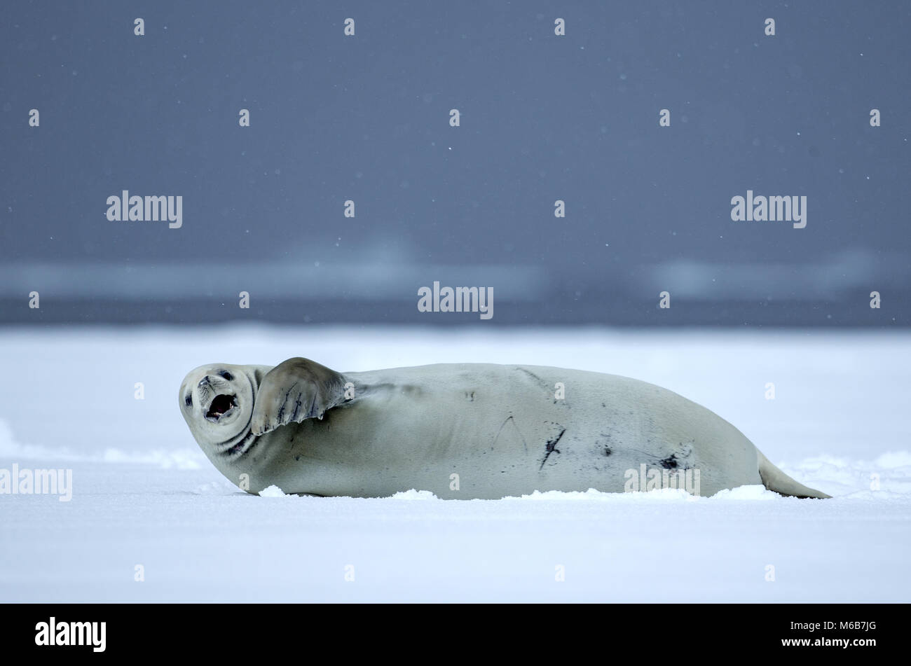 Crabeater Seal (Lobodon carcinophagus) on the ice Stock Photo