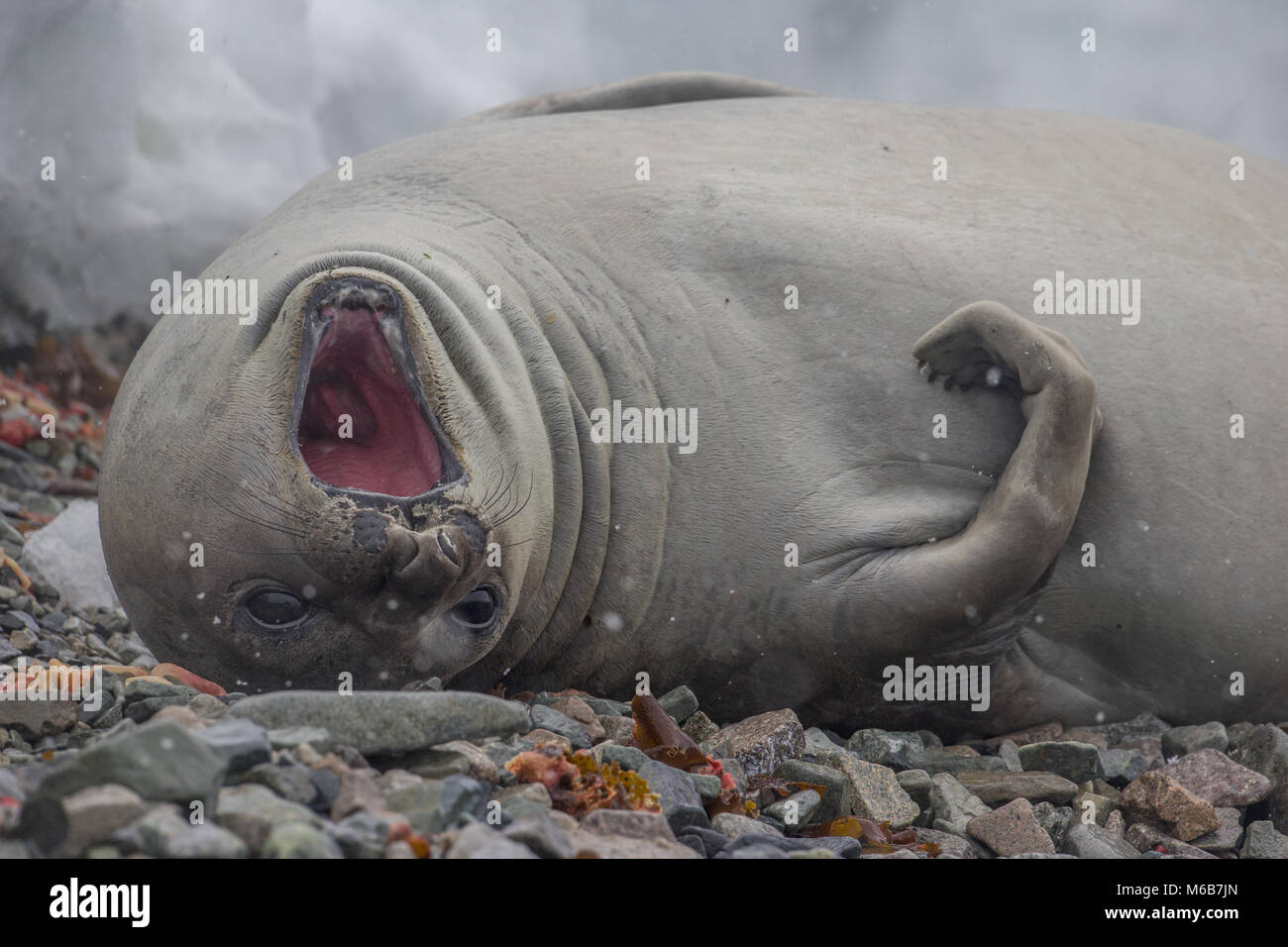 Southern Elephant Seal (Mirounga leonina) in Antarctica Stock Photo