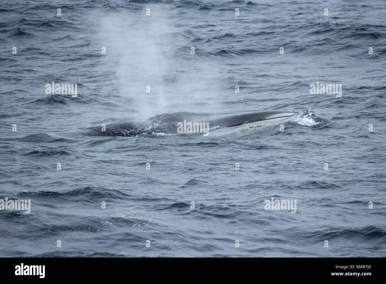 Fin Whale (Balaenoptera physalus) in Antarctica Stock Photo