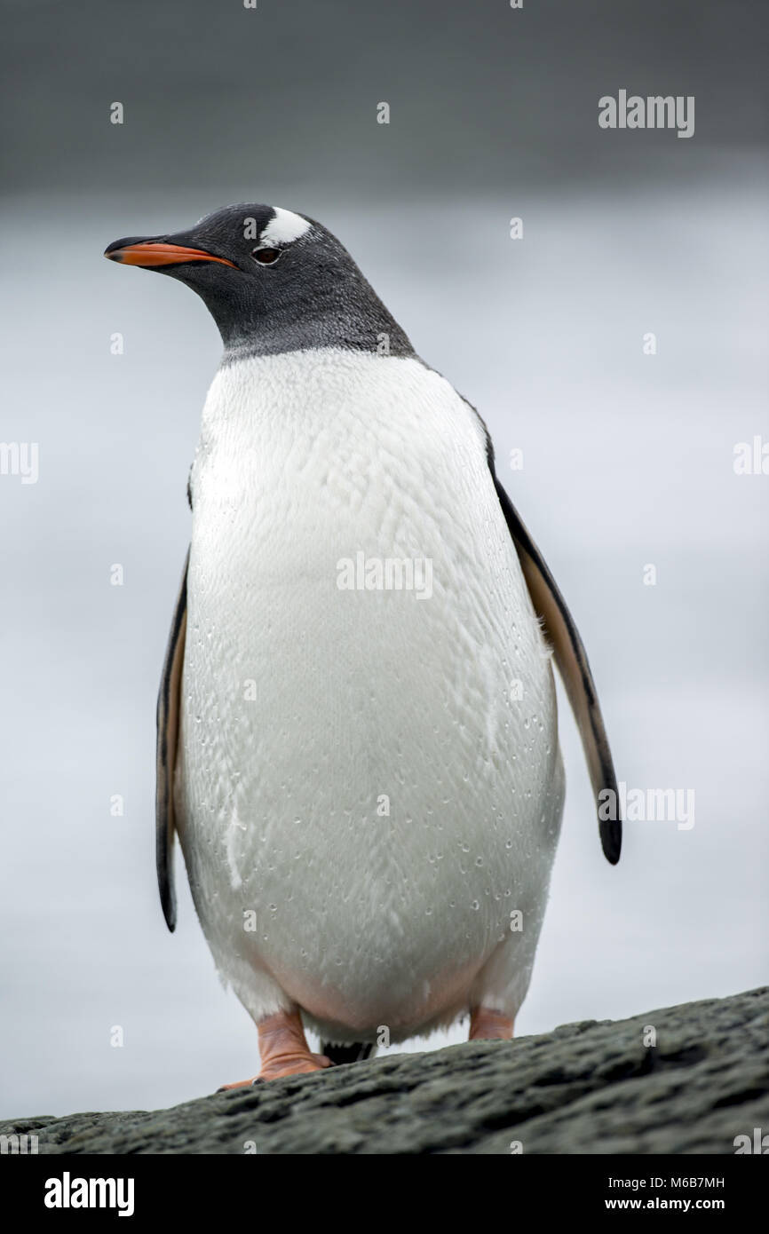 Gentoo Penguin (Pygoscelis papua) in Antarctica Stock Photo