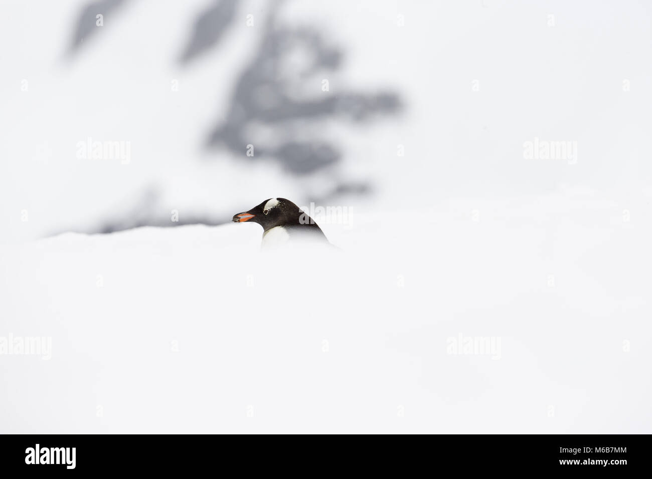 Gentoo Penguin (Pygoscelis papua) in the snow Stock Photo
