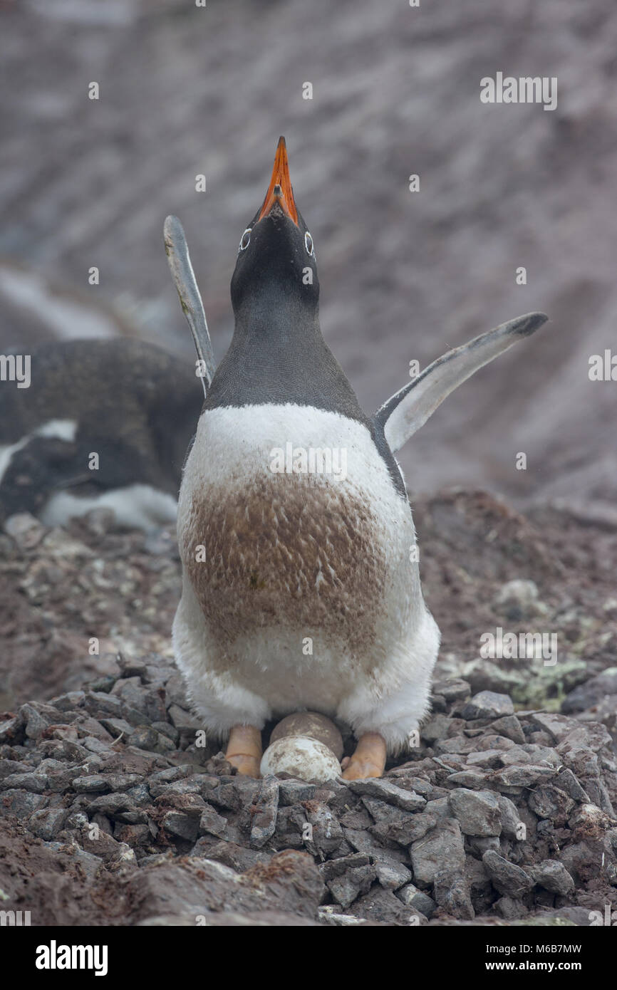 Gentoo Penguin (Pygoscelis papua) with eggs Stock Photo
