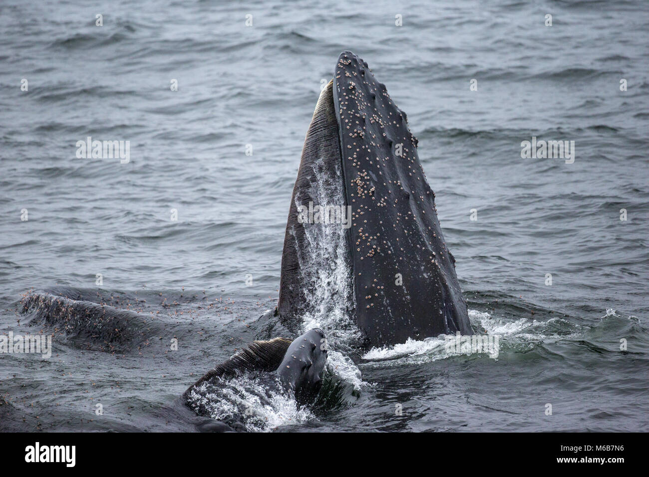 Humpback Whale (Megaptera novaeangliae) Feeding in Antarctica Stock Photo