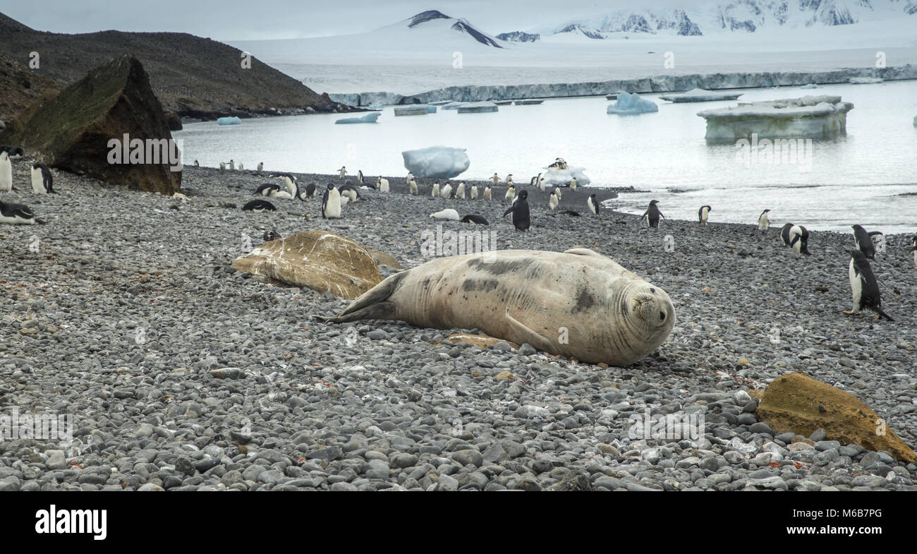 Weddell seal (Leptonychotes weddellii) on the shore in Antarctica Stock Photo