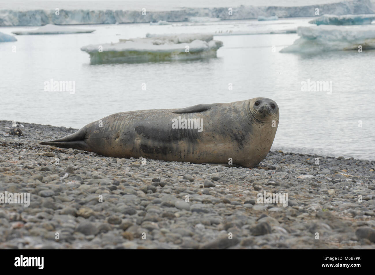 Weddell Seal (Leptonychotes weddellii) in Antarctica Stock Photo