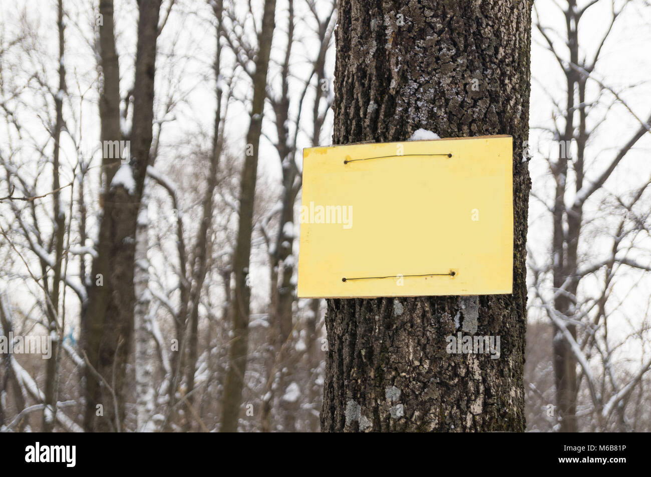 Yellow plate on the tree in the forest with a place for the message text. As a blank or a breadboard or a mock-up Stock Photo
