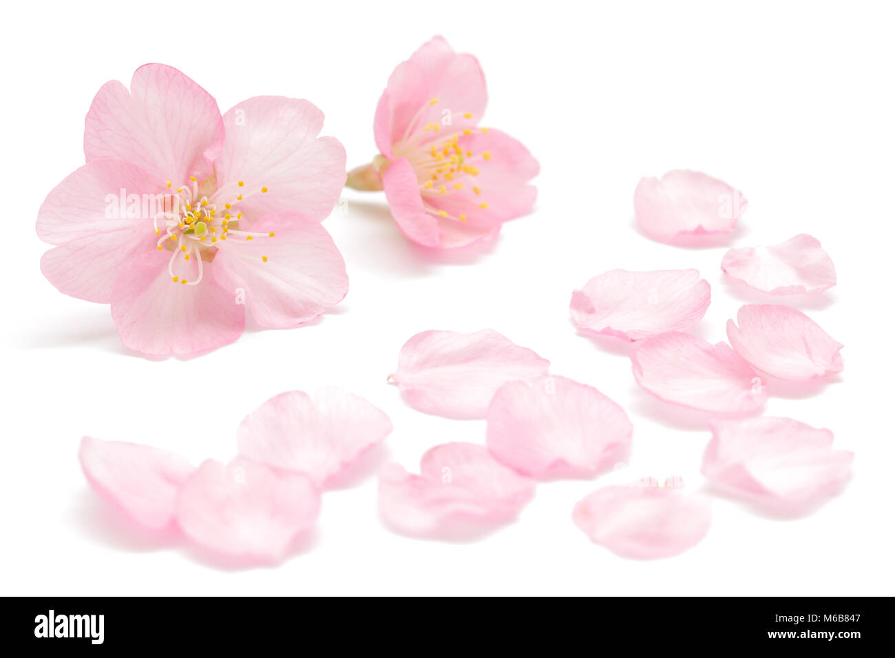 Japanese cherry blossom isolated on white background Stock Photo - Alamy
