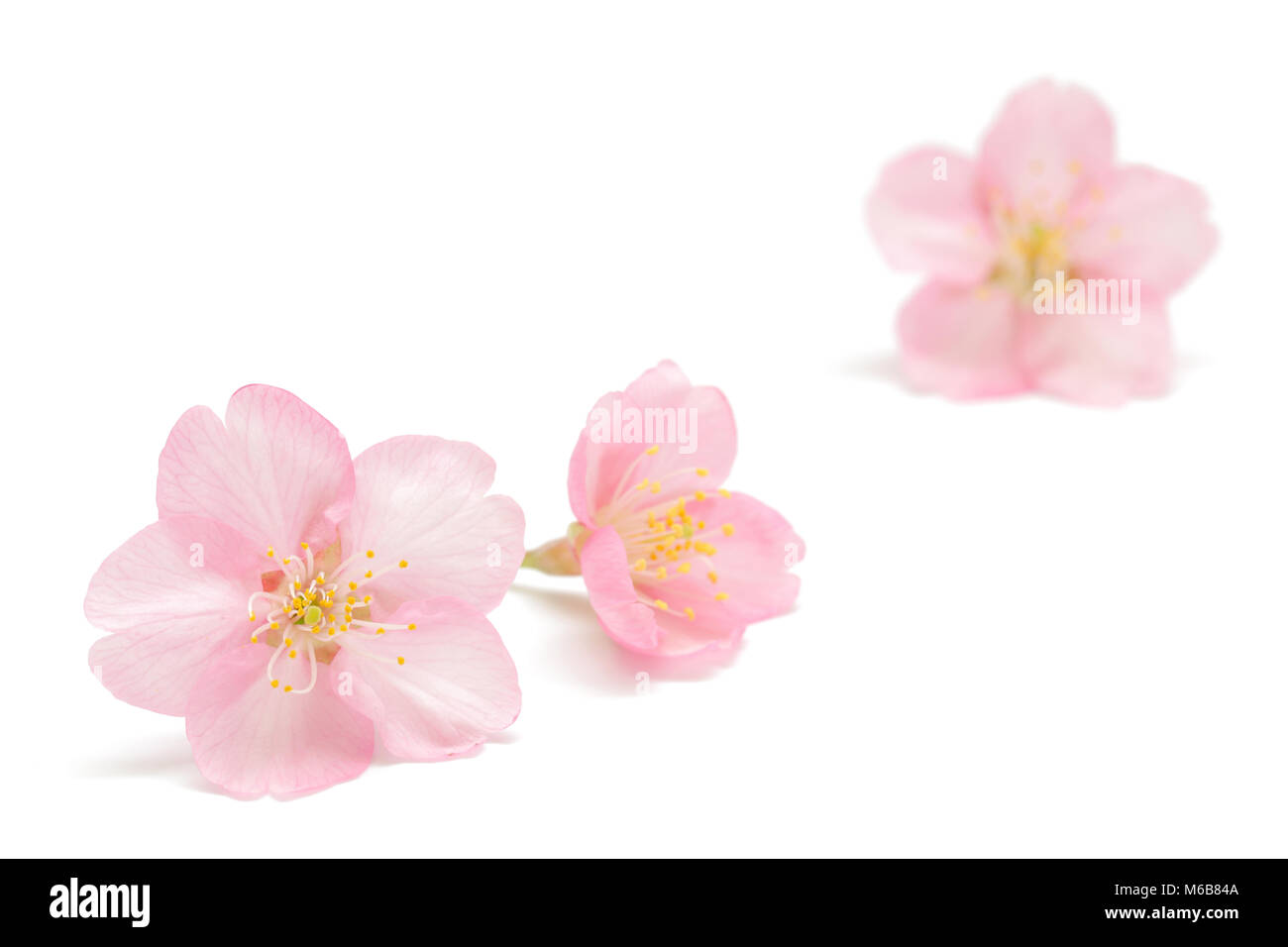 Japanese cherry blossom isolated on white background Stock Photo - Alamy