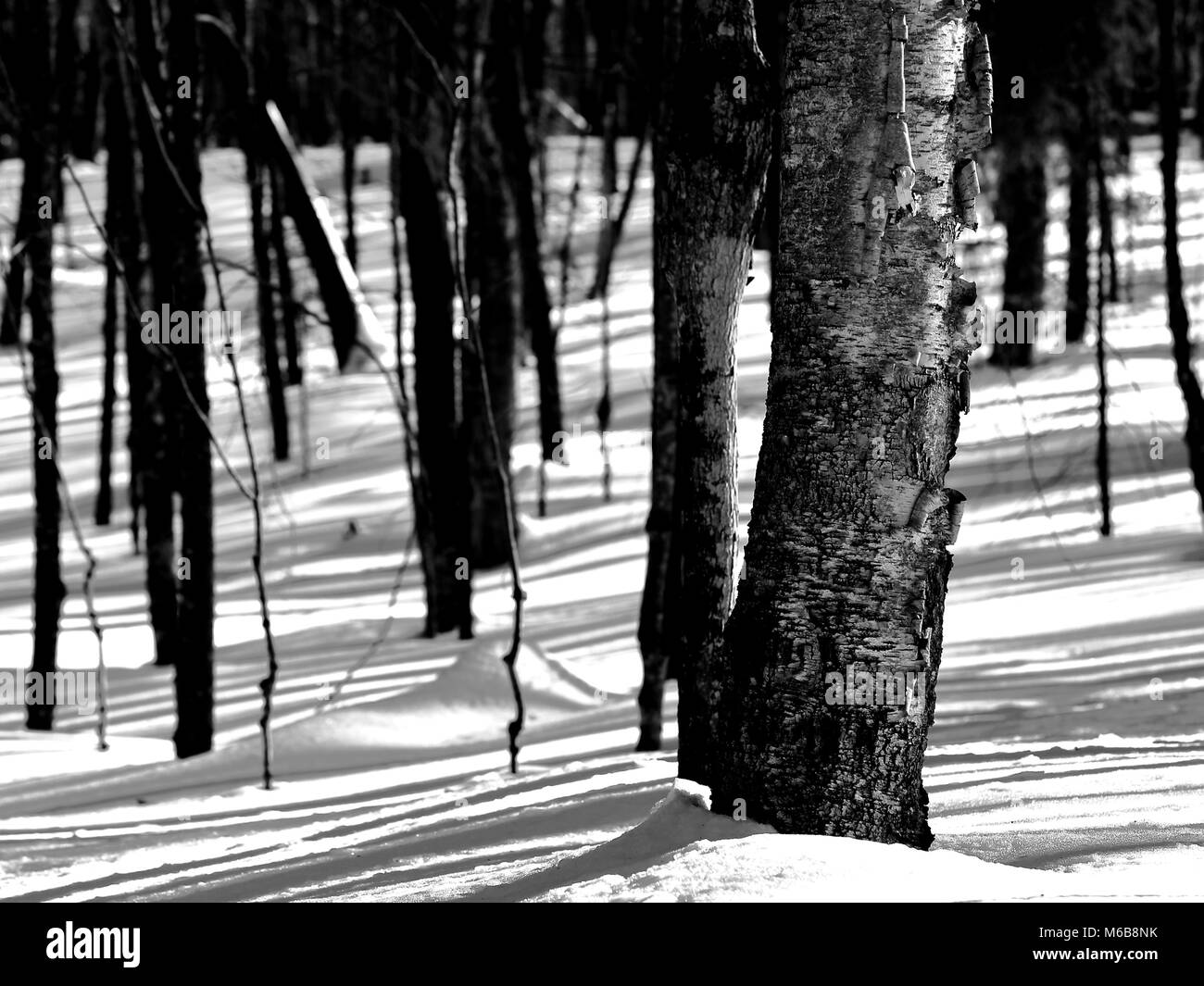 Trees, snow, and shadows in Chequamegon National Forest in Wisconsin, USA Stock Photo