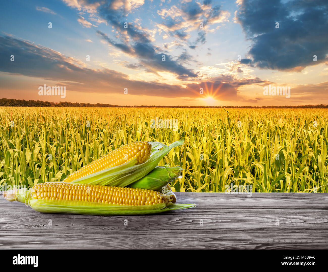 Corn Field Background