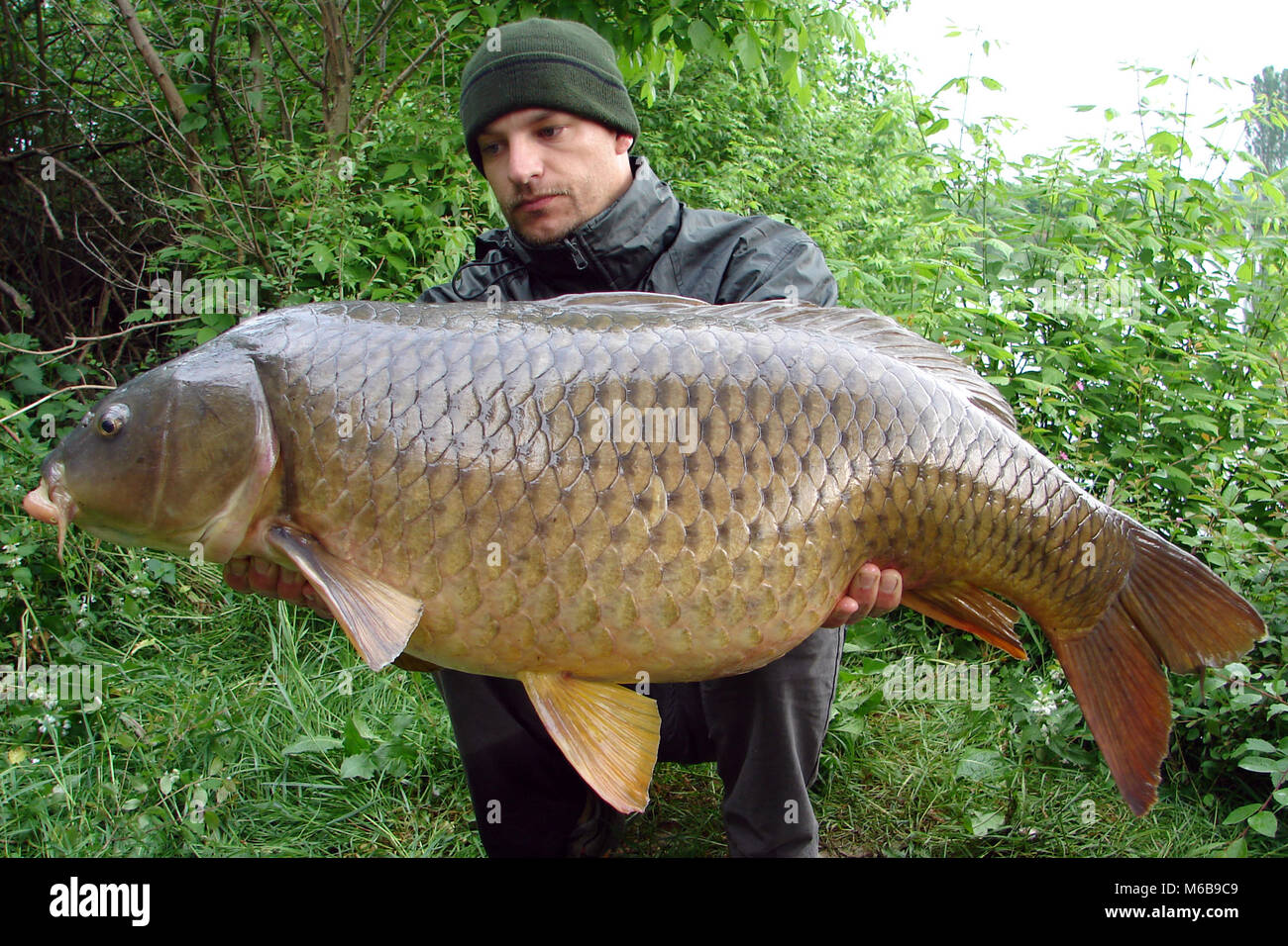 Carp Fishing Catch Of Fish Lucky Angler Holding A Massive Common Carp 