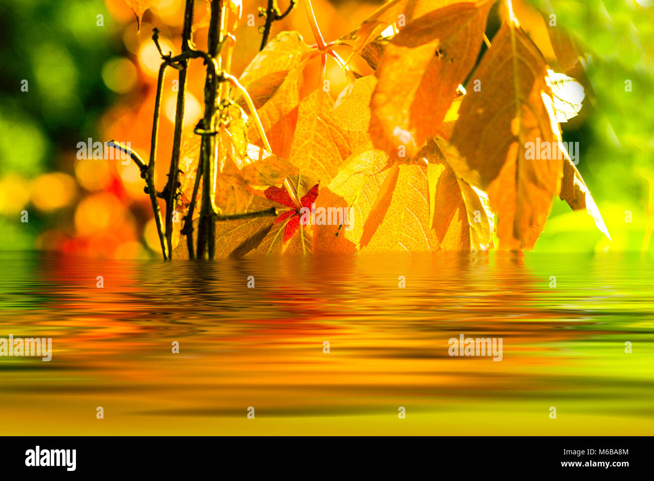 Sunny background with golden autumn leaves in Novembe Stock Photo