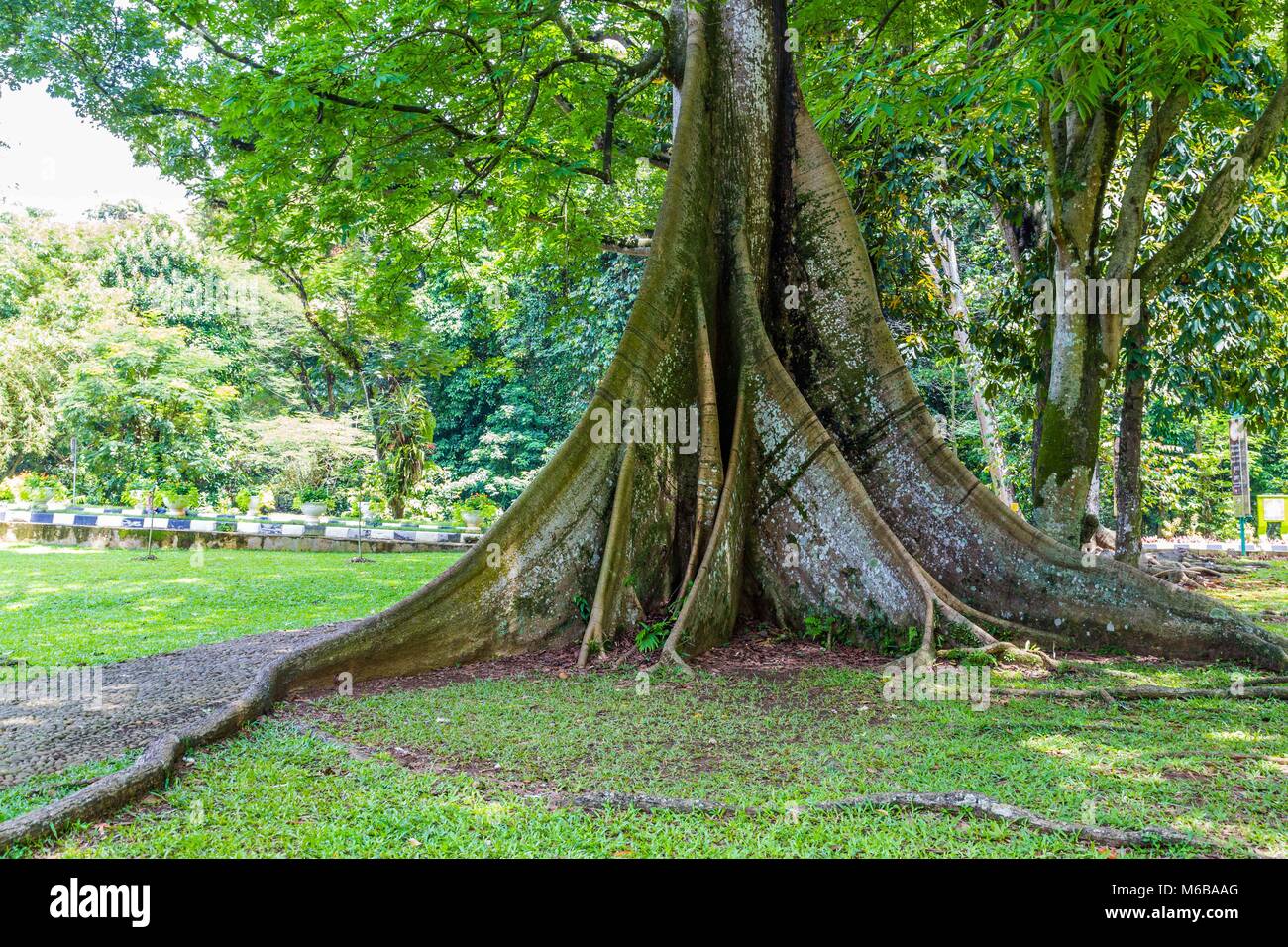 Kapok trees in full bloom----Xishuangbanna Tropical Botanical Garden,CAS