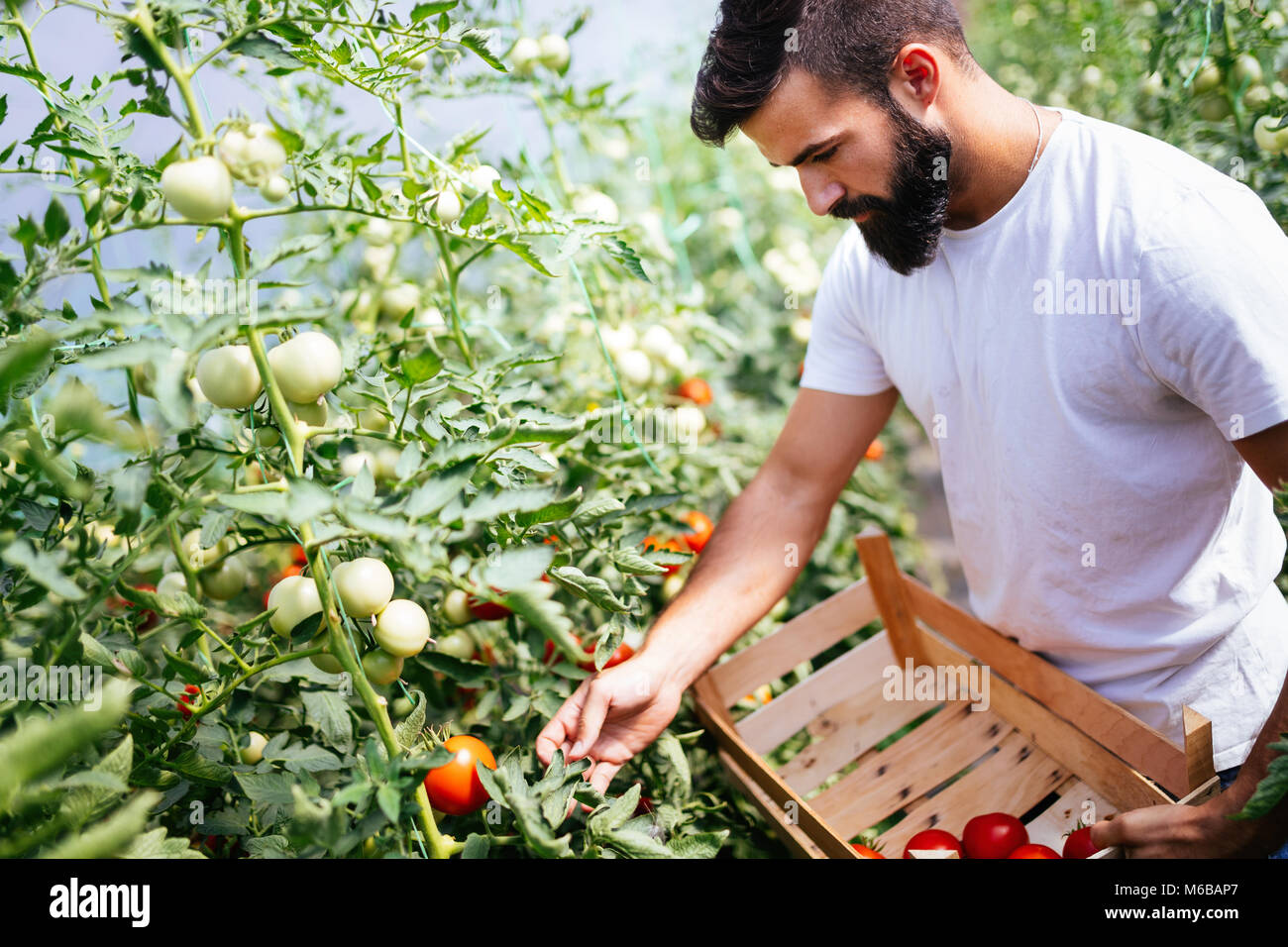 Male farmer picking fresh tomatoes from his hothouse garden Stock Photo ...
