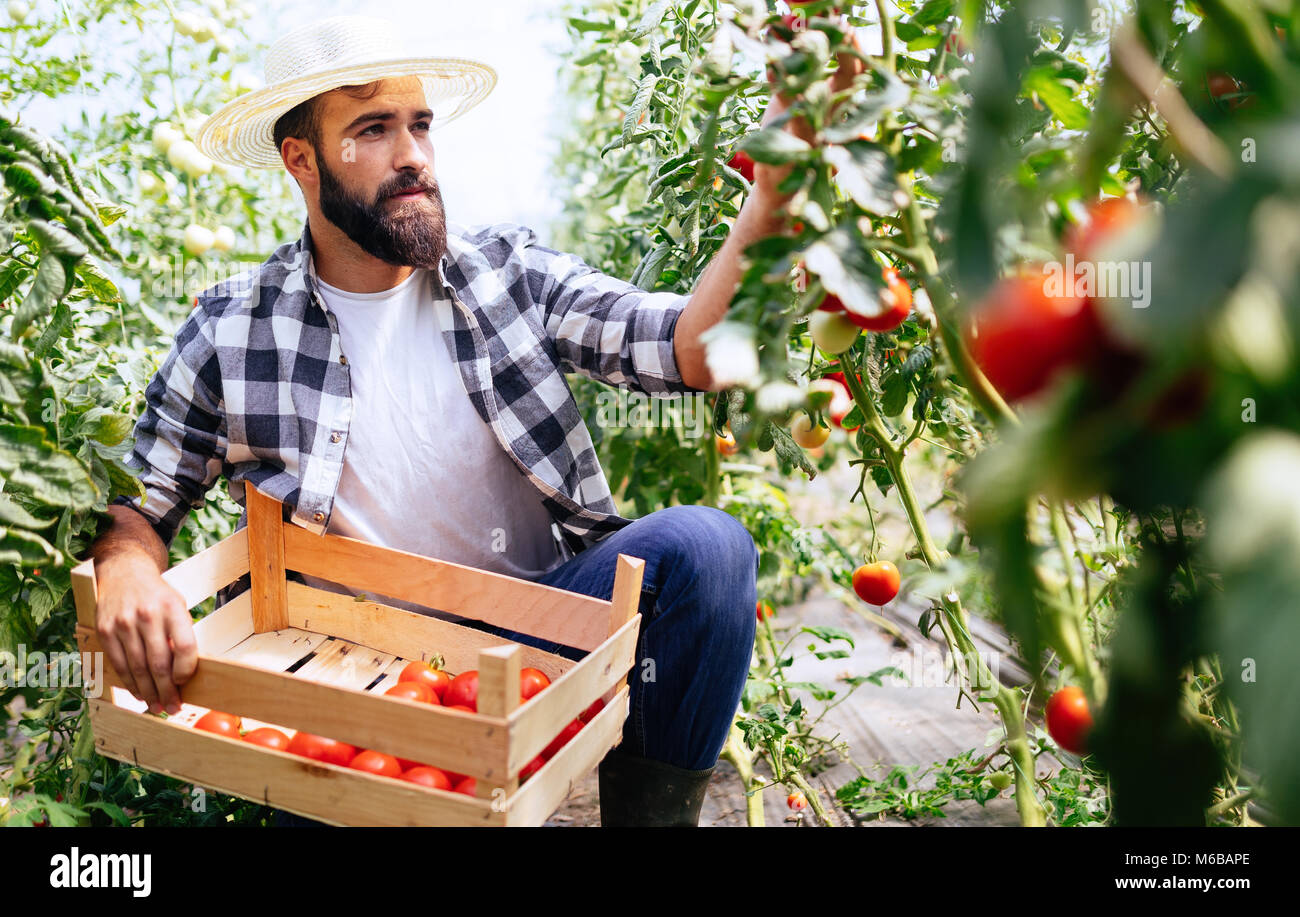 Male farmer picking fresh tomatoes from his hothouse garden Stock Photo ...