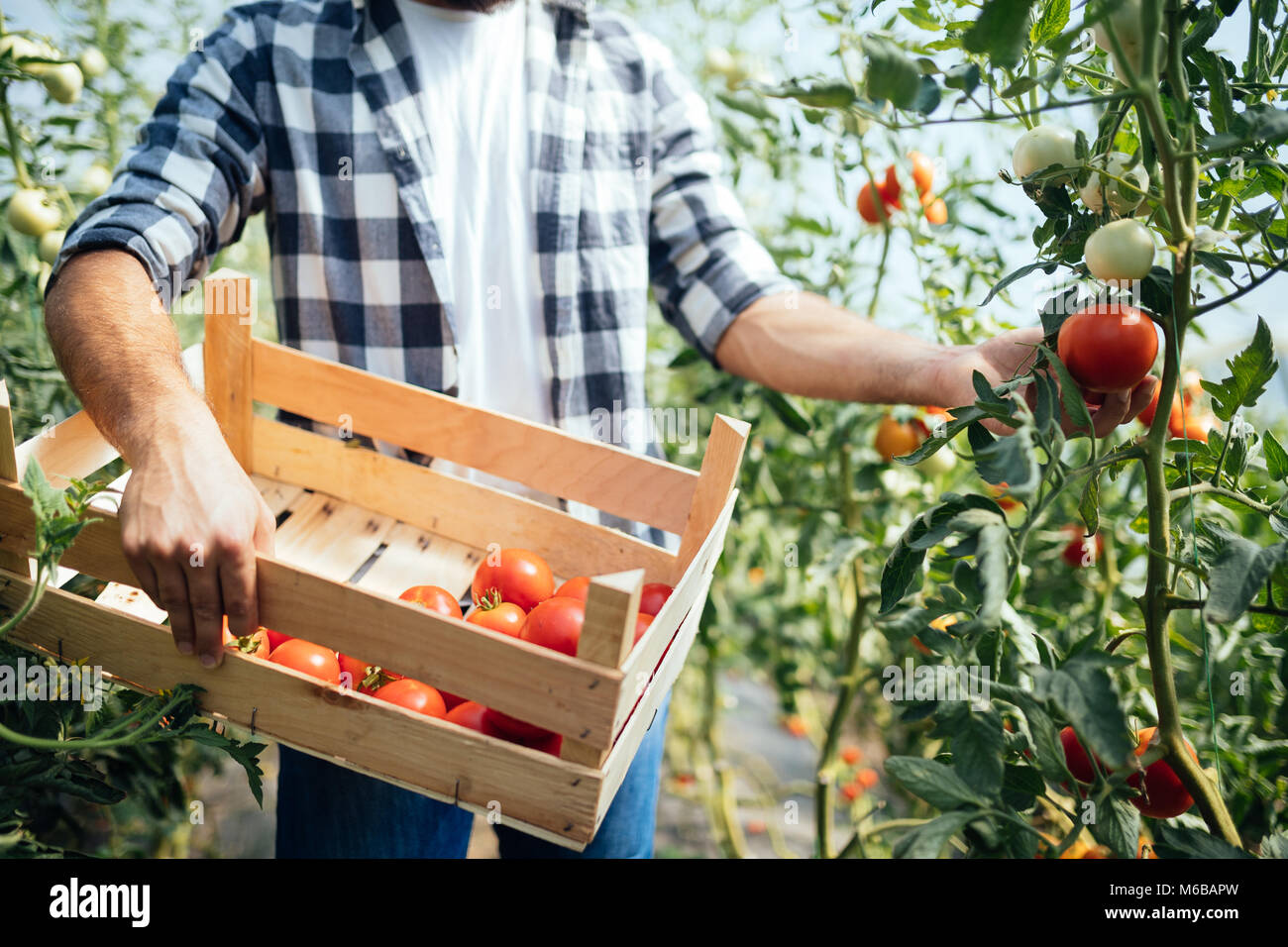 Male farmer picking fresh tomatoes from his hothouse garden Stock Photo ...