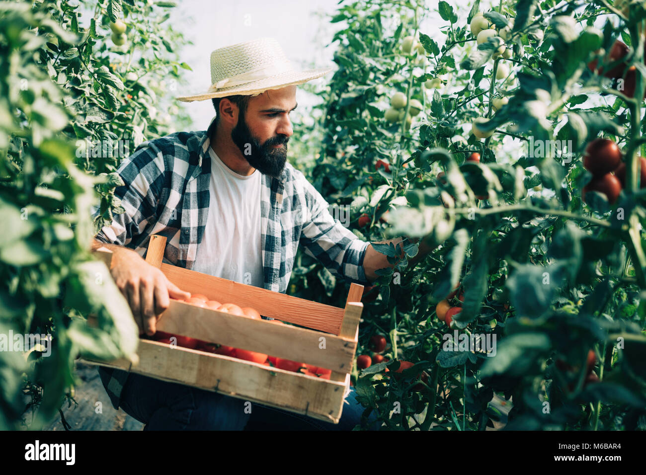 Male farmer picking fresh tomatoes from his hothouse garden Stock Photo