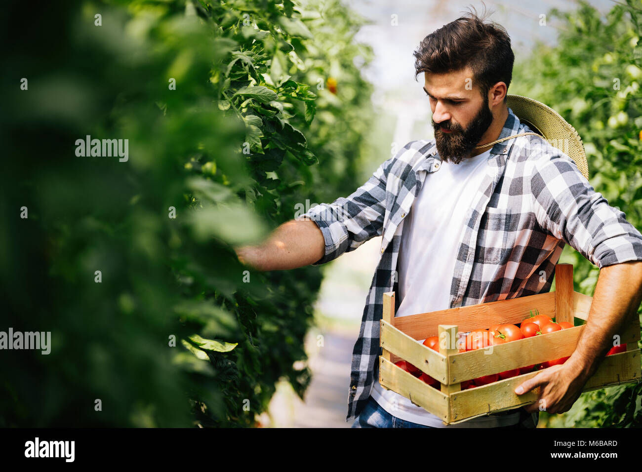 Male farmer picking fresh tomatoes from his hothouse garden Stock Photo ...