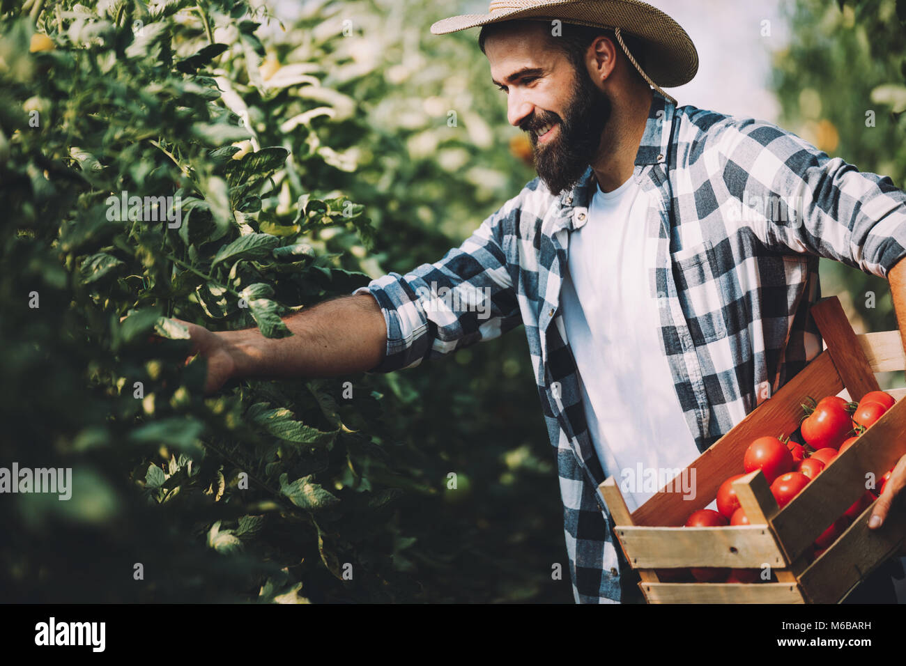 Male farmer picking fresh tomatoes from his hothouse garden Stock Photo ...