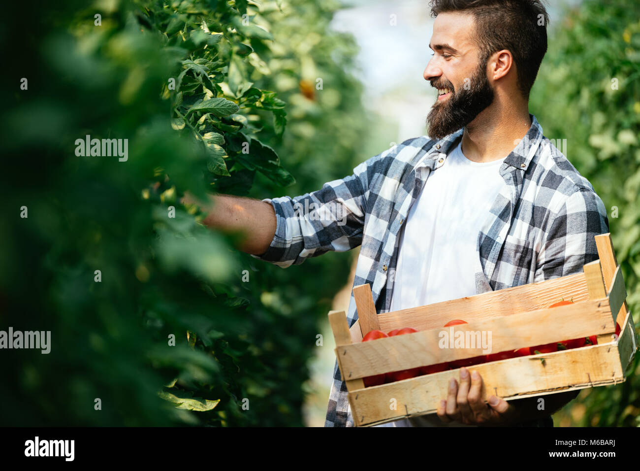 Male farmer picking fresh tomatoes from his hothouse garden Stock Photo ...