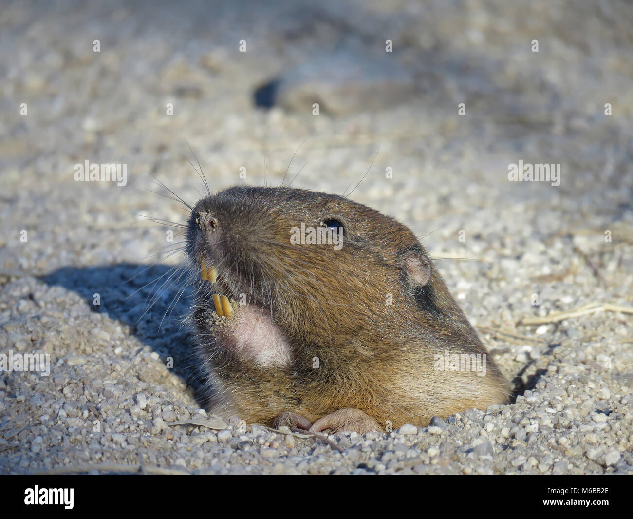 Botta’s pocket gopher (Thomomys bottae) in Arizona Stock Photo Alamy