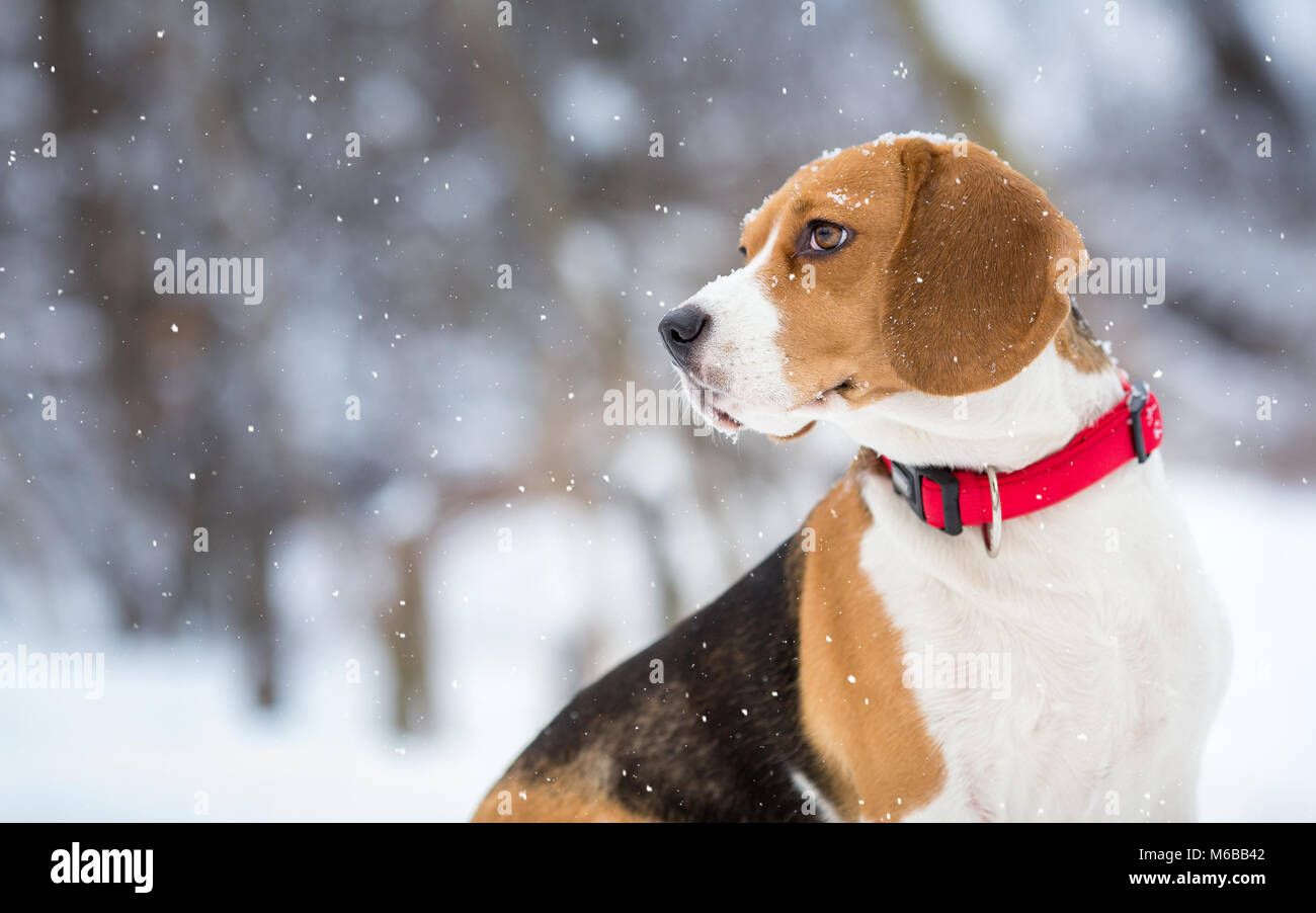 Beagle dog winter portrit background Stock Photo