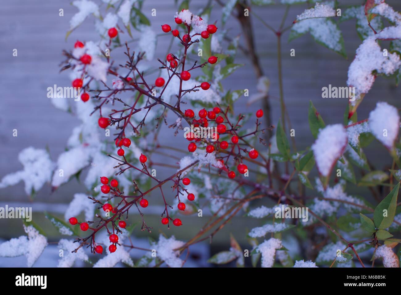 Heavenly bamboo (Nandina domestic) with a covering of snow on its leaves Stock Photo