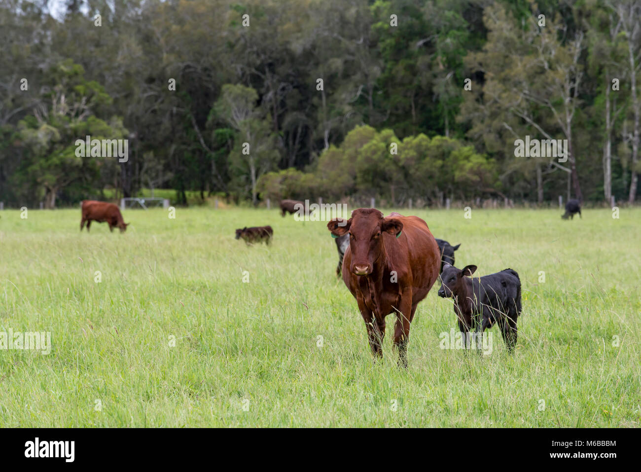 Black Angus and Santa Gertrudis Beef cattle on a farm in northern NSW, Australia Stock Photo