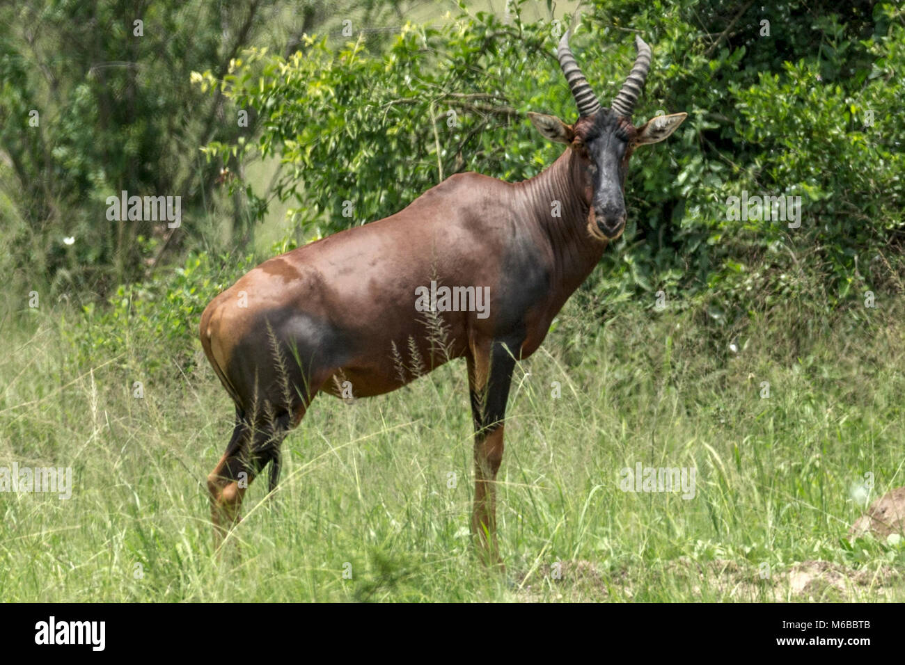 Sassaby hi-res stock photography and images - Alamy