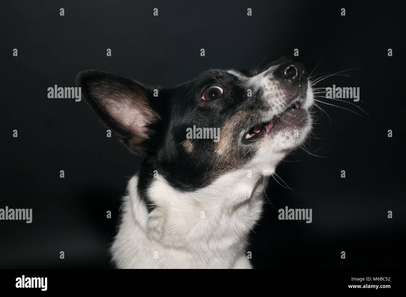 Funny black and white mixed breed dog face portrait at studio on black