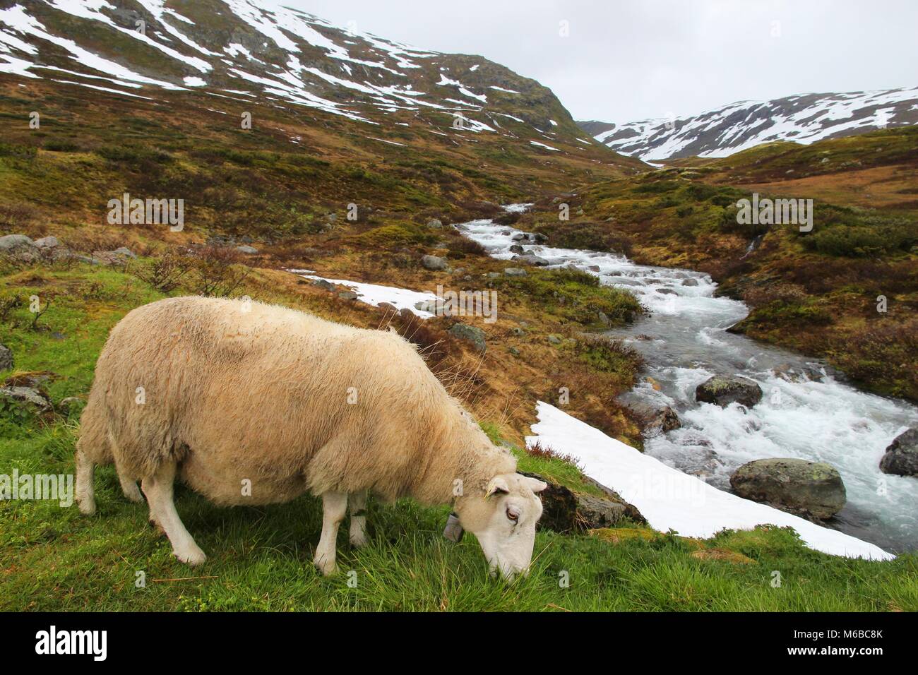 Sheep in tundra biome landscape in Norway. Mountain stream in Aurlandsfjellet. Stock Photo
