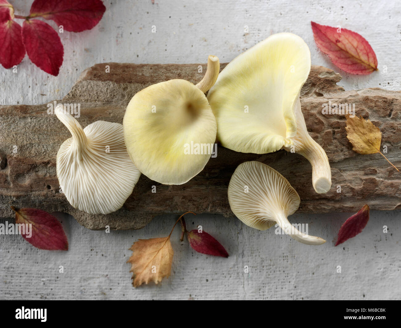 Fresh picked edible yellow or golden oyster mushrooms (Pleurotus citrinopileatus) Stock Photo