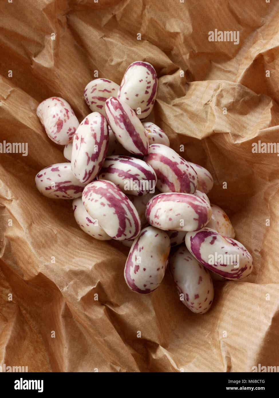 Fresh picked borlotti beans  also known as the cranberry bean or Roman bean Stock Photo