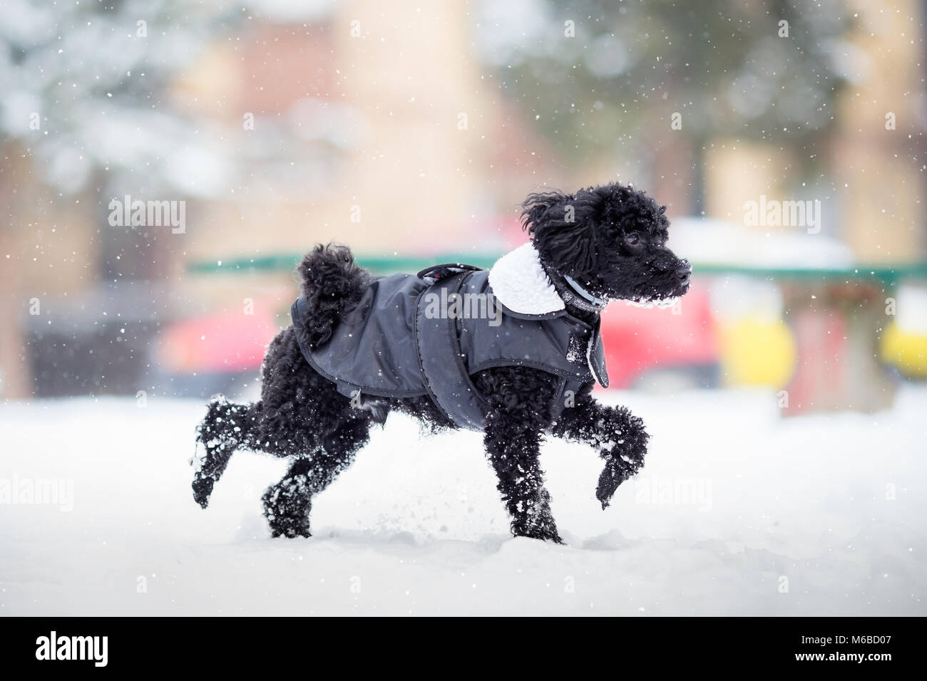 Toy poodle on snowy day in winter coat Stock Photo Alamy