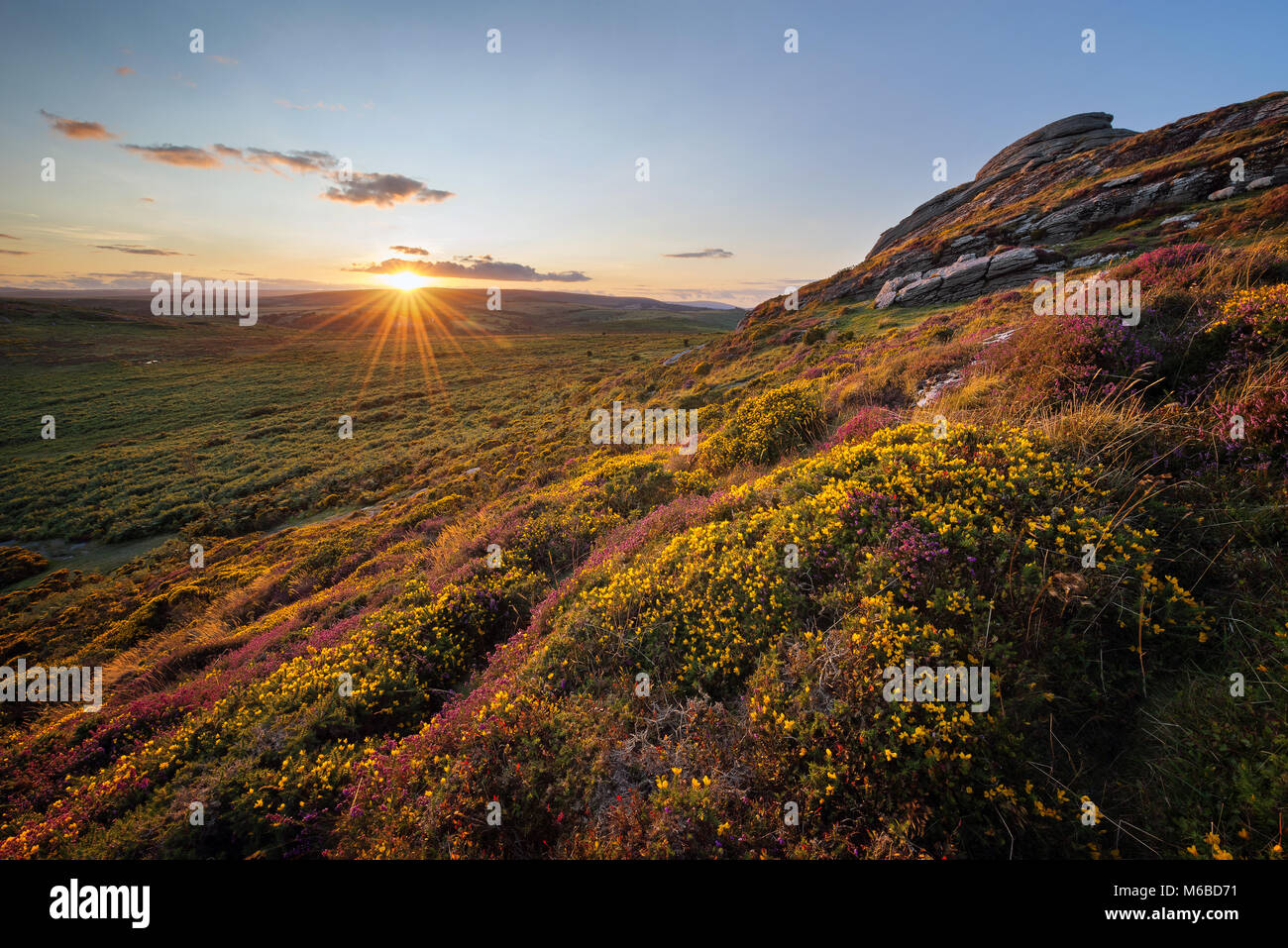 Sunrise over the heather at Haytor rocks Dartmoor National Park Stock Photo