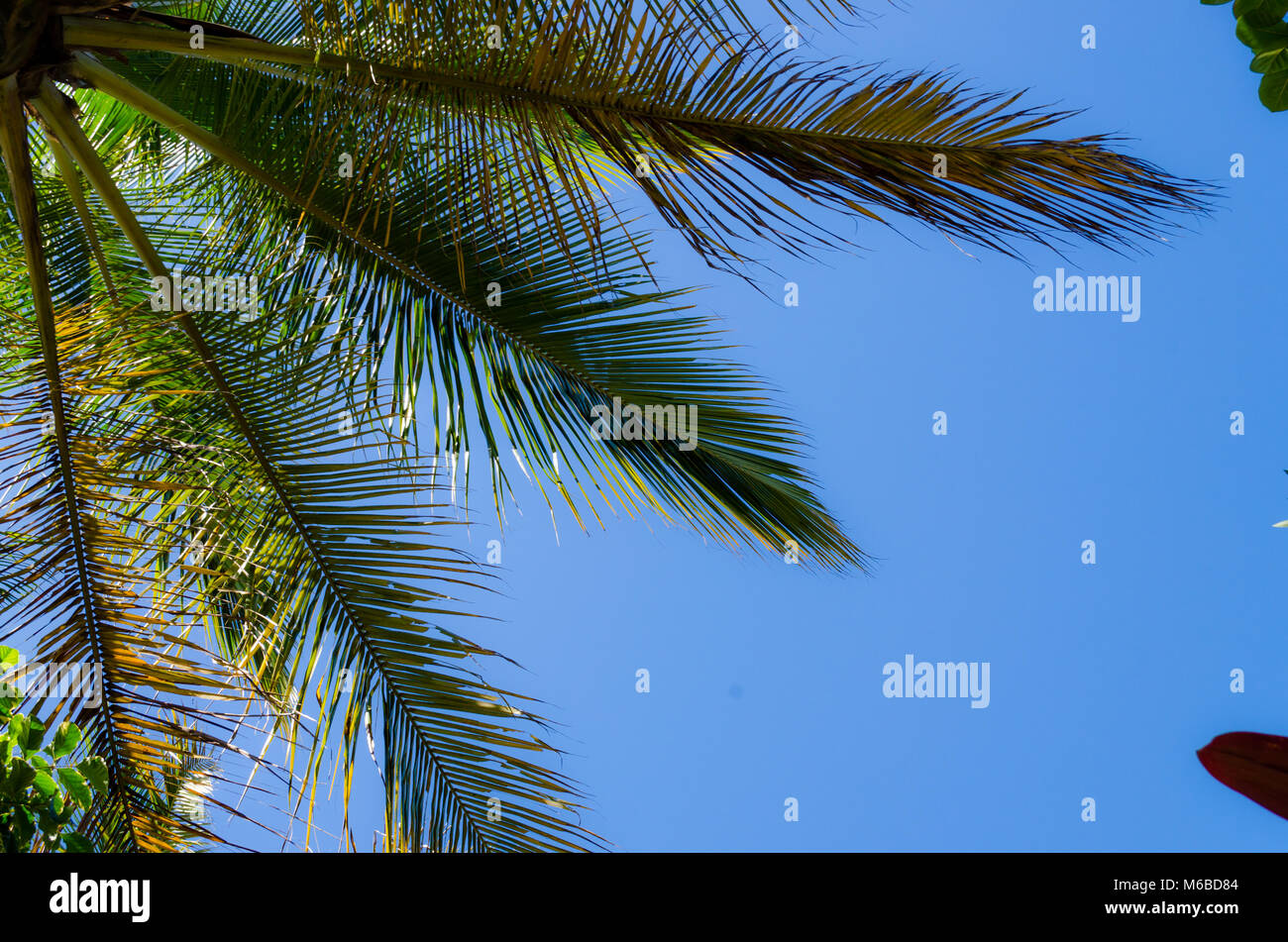 large green coconut tree leaves with a blue sky in background. bottom view. space for caption. Stock Photo