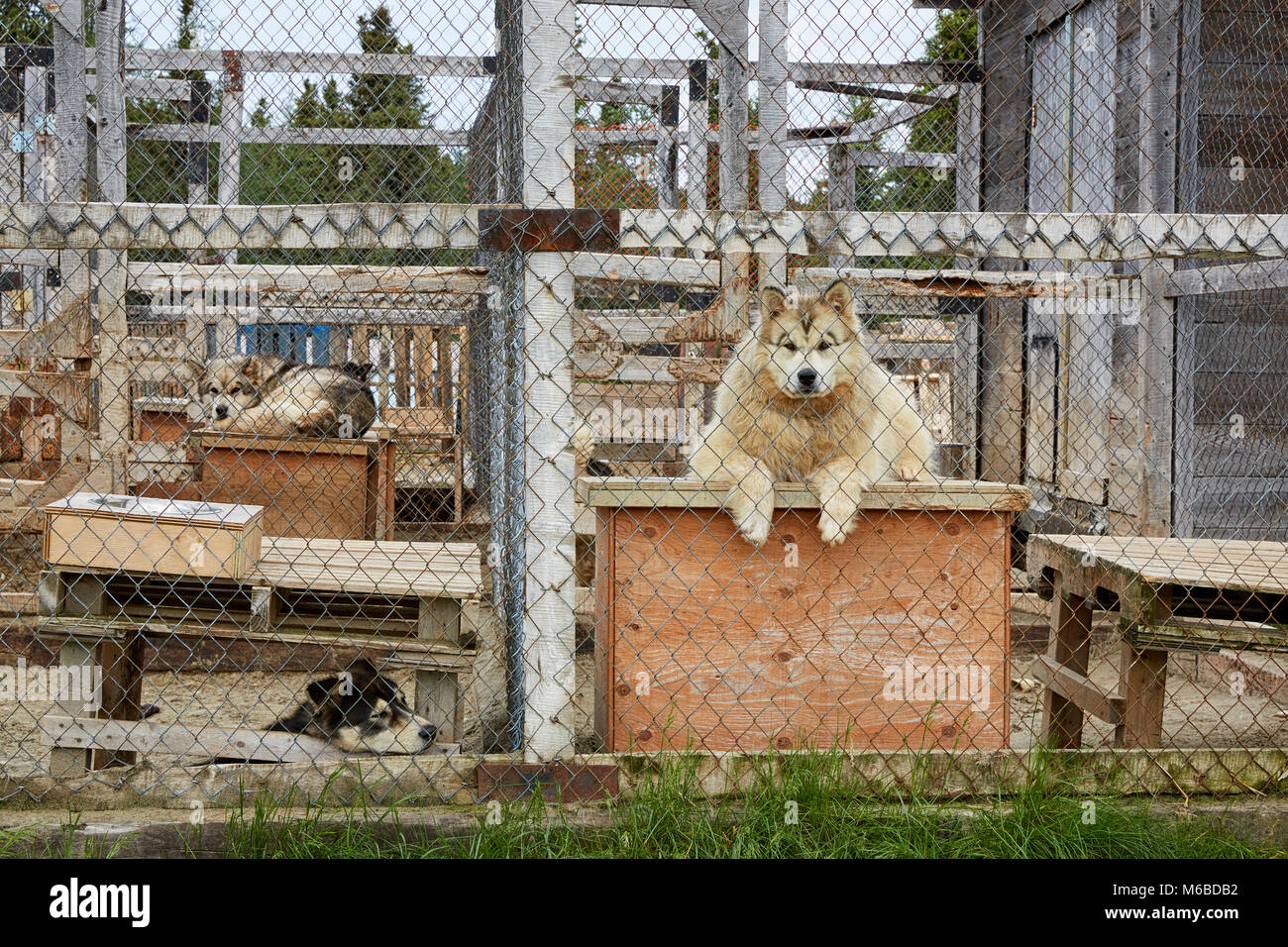 Alaskan Malamute dogs in cage, Fermont, Quebec, Canada Stock Photo