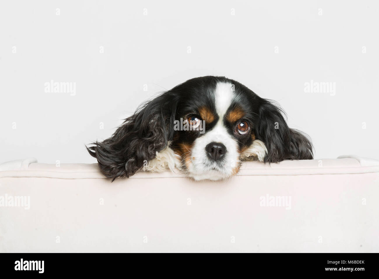 Cute dog leans head on the armchair Stock Photo Alamy