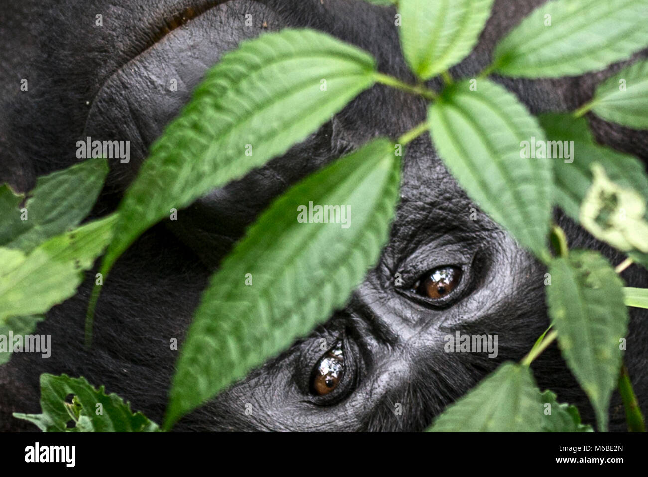 Adult female Mountain gorilla (Gorilla beringei beringei) is 1 of 2 ...