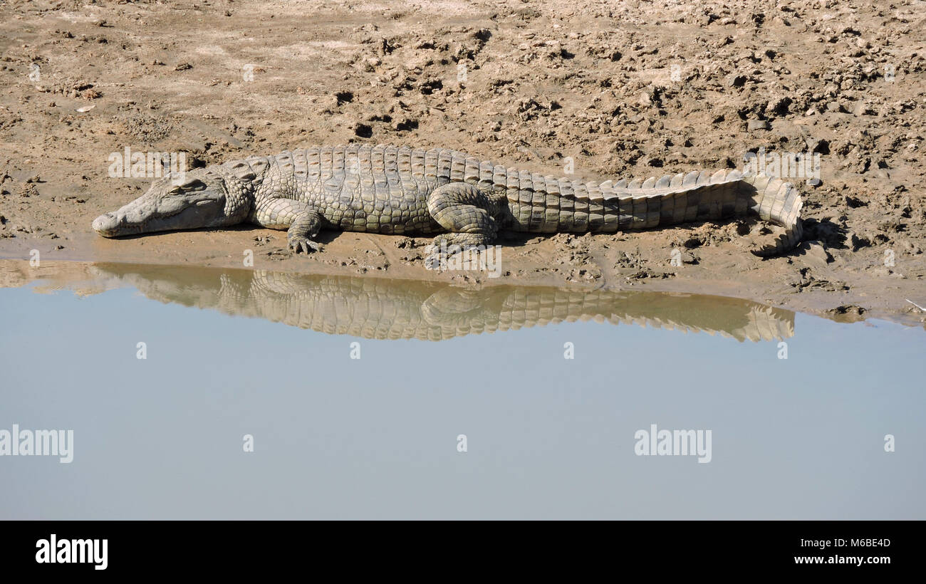 Crocodile reflected  in water while resting in south Luawgwa National Park, Zambia, Africa Stock Photo