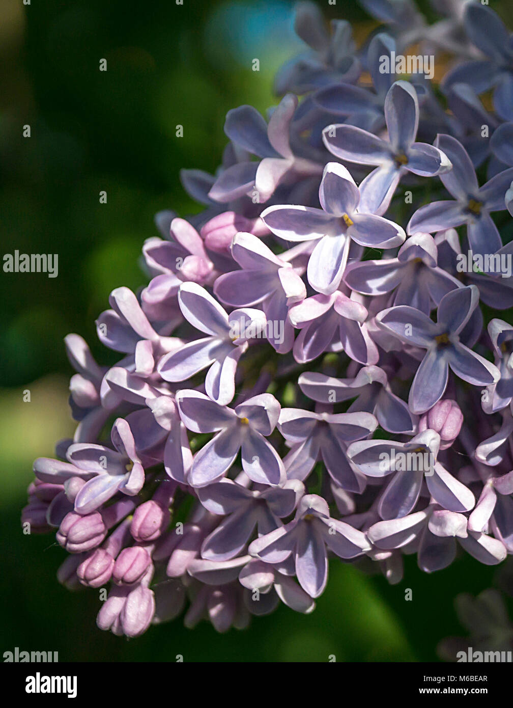 Spring Vciolet Spring violet lilac on beautiful washed away background Stock Photo - Alamy