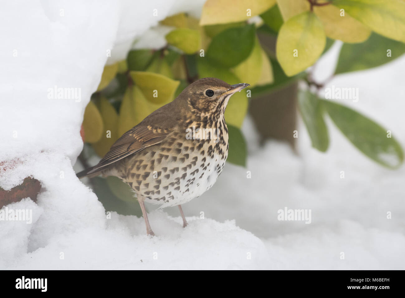 Song Thrush (Turdus philomelos) in winter Stock Photo