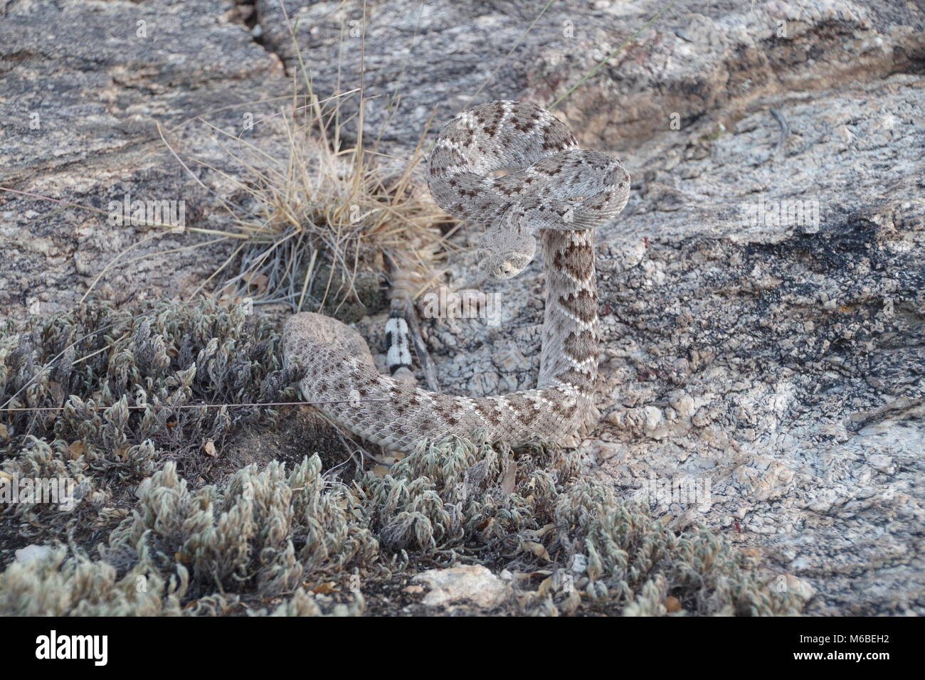 Western Diamondback Rattlesnake coiled and ready to strike. Stock Photo