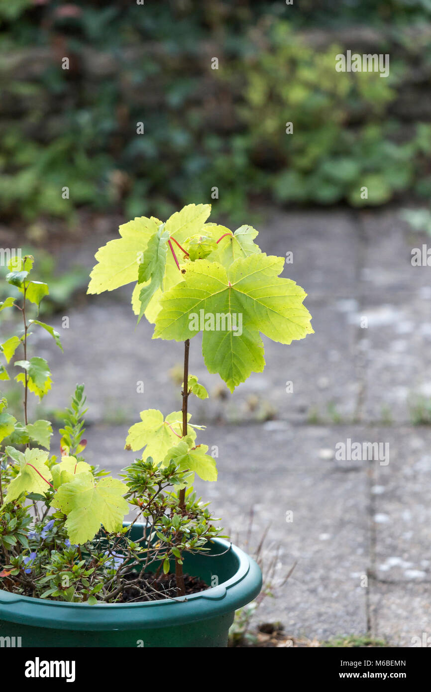 Acer pseudoplatanus seedling, sycamore Stock Photo