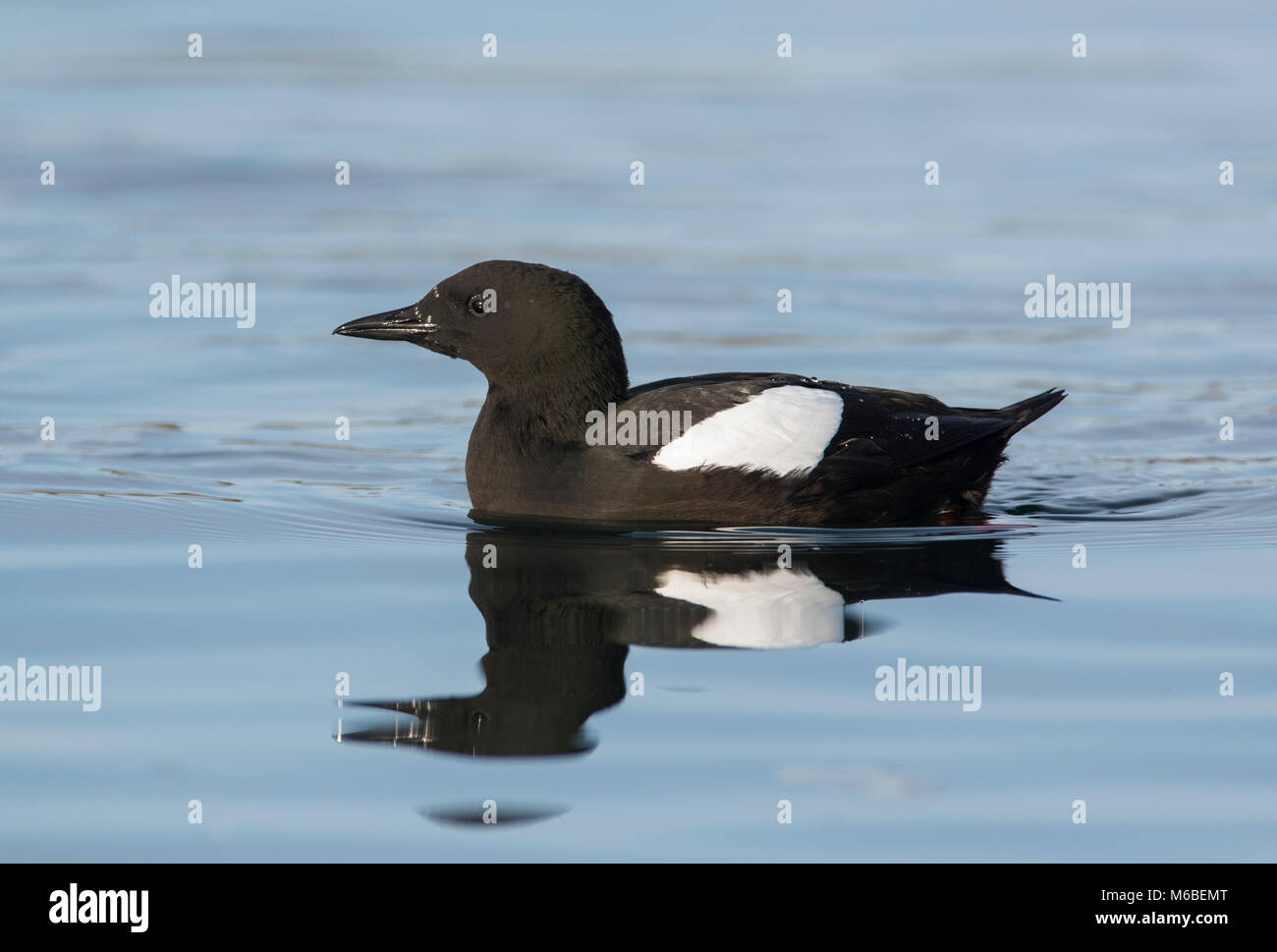 Black Guillemot (Cepphus grille) in summer plumage on the west coast of Scotland perched on rocks showing its red feet. Stock Photo
