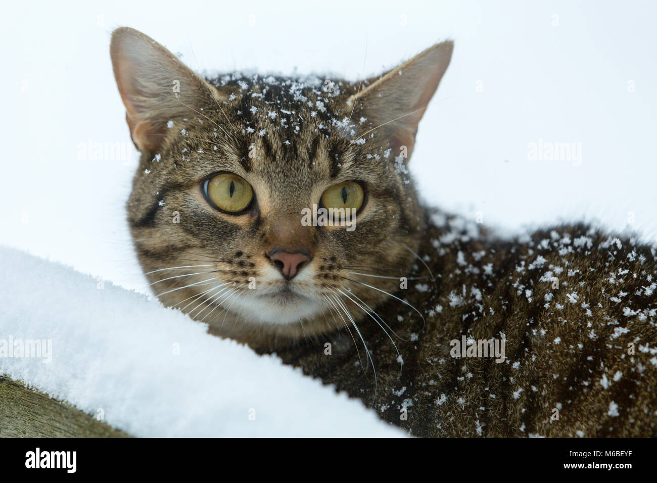 Tabby cat in the snow Stock Photo