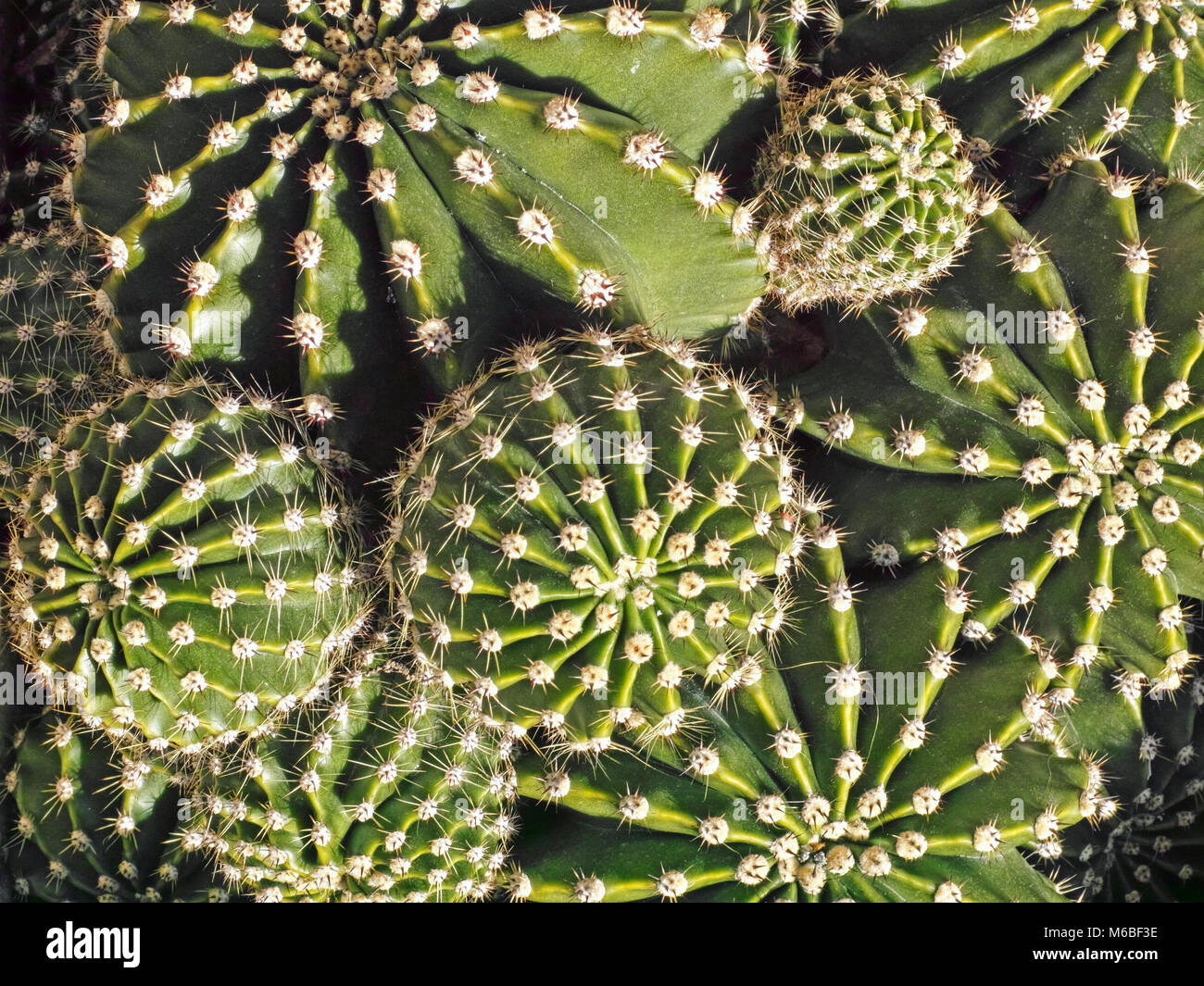 some specimen of cacti, echinopsis species Stock Photo