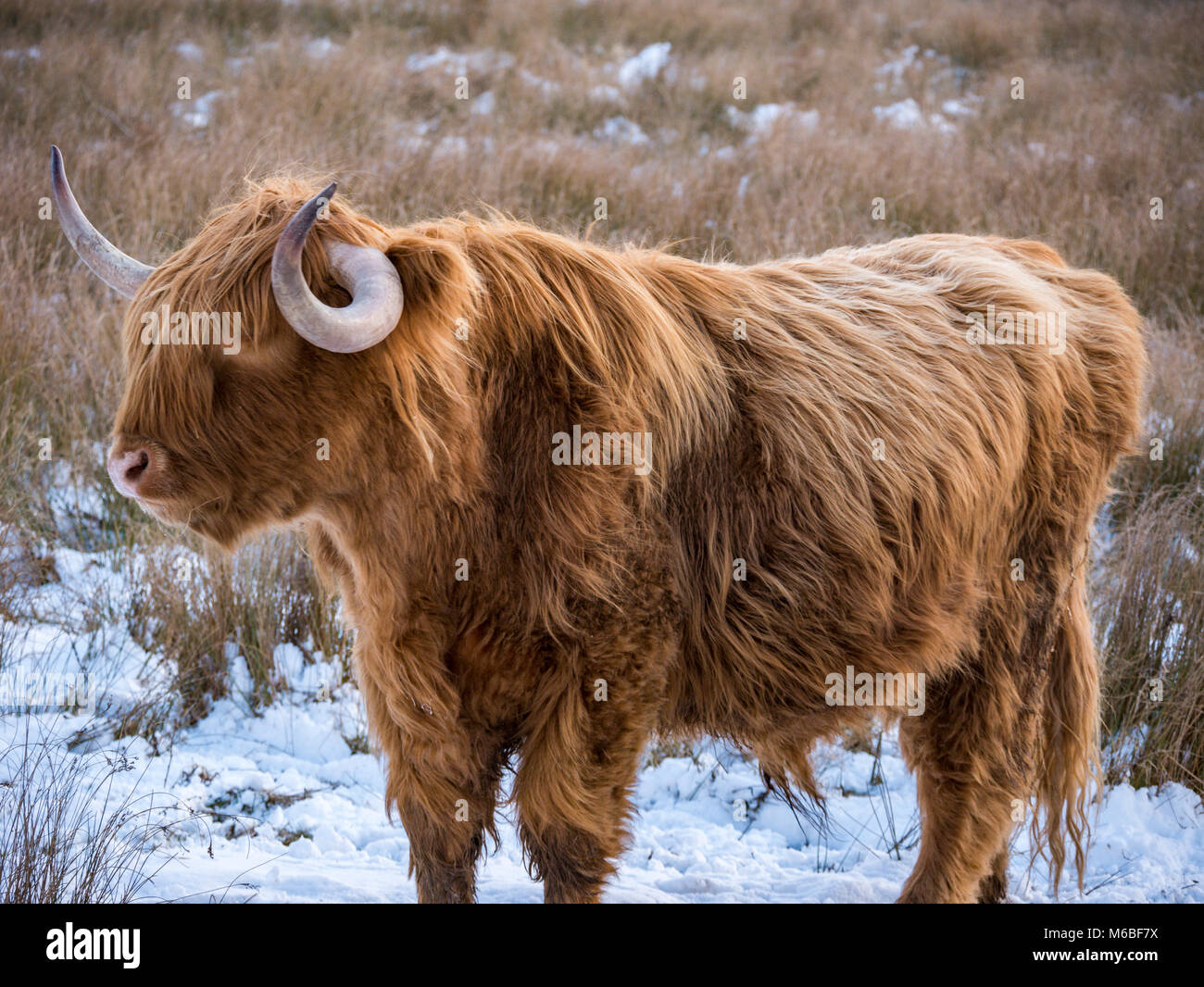 Highland Cows In The Snow Following The Beast From The East - 